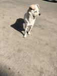 土狗