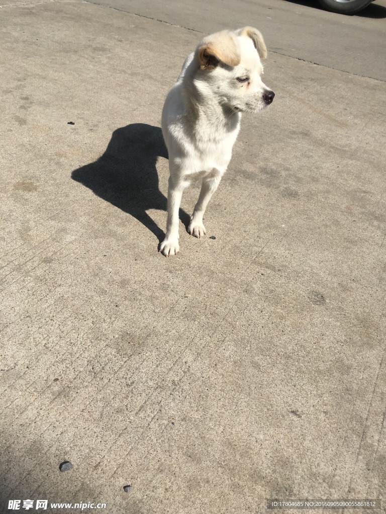 土狗