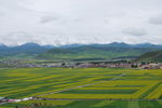 油菜花