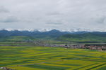 油菜花