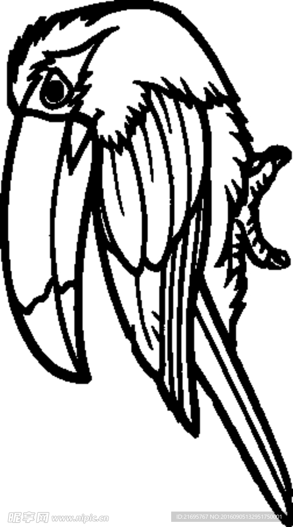 鸟类