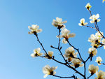 玉兰花