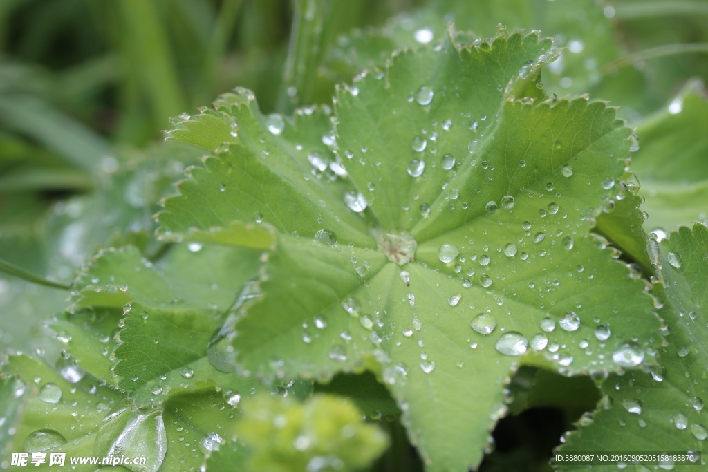 雨后叶子