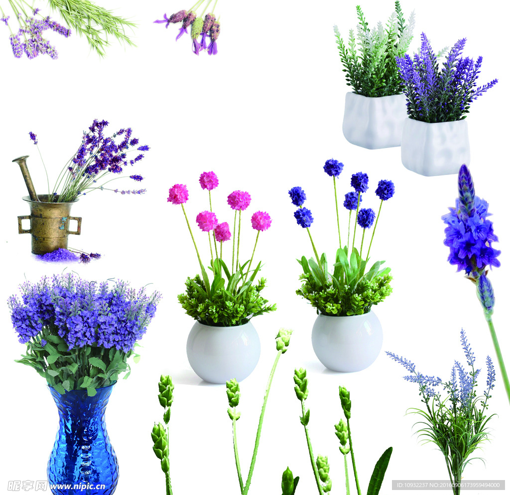 薰衣草 花盆