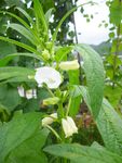 芝麻枝