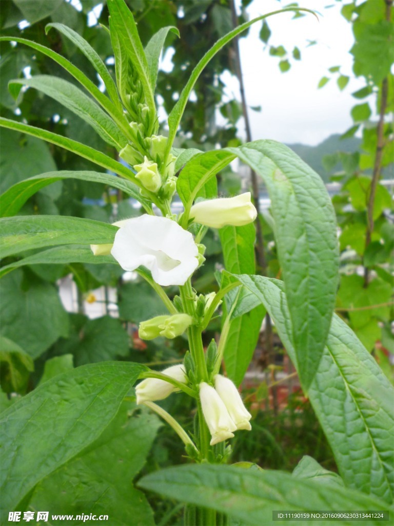 芝麻枝