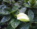孜子花