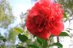 茶花
