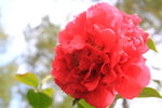 茶花