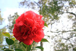 茶花
