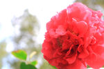 茶花