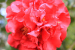 茶花