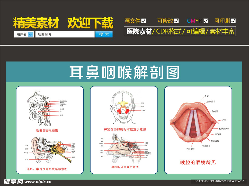 耳鼻喉科解剖图