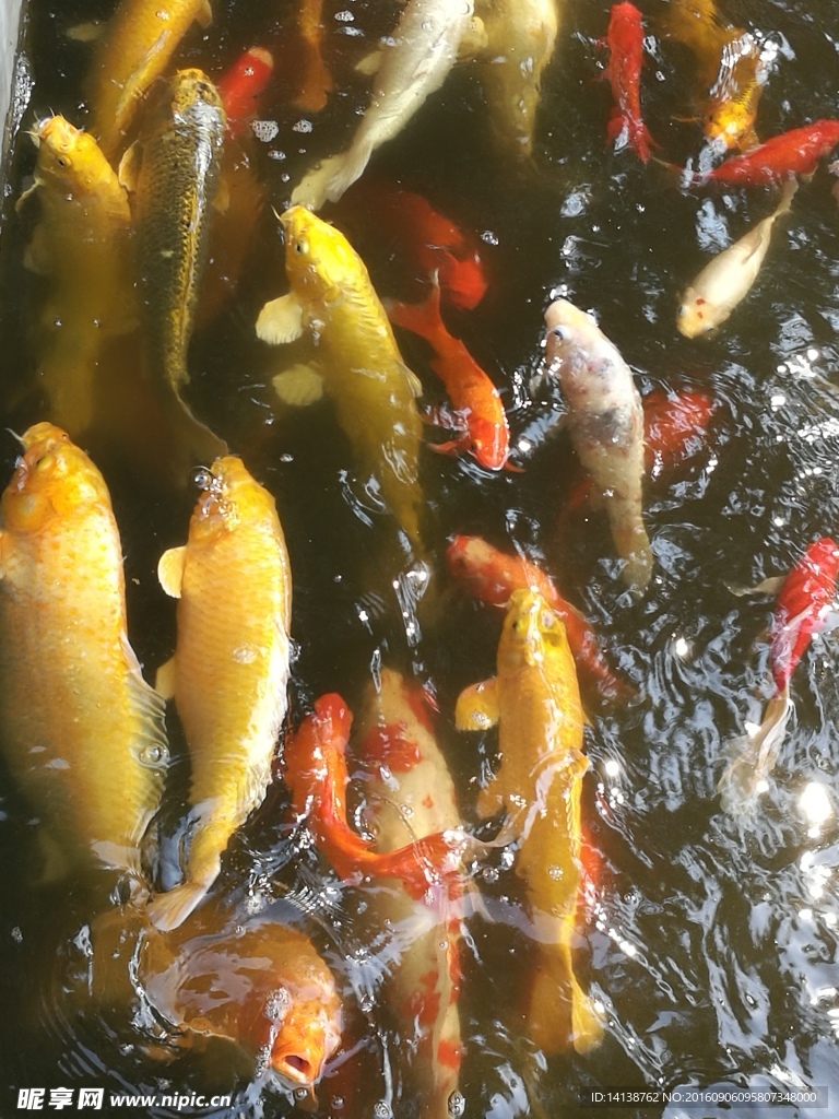 鱼