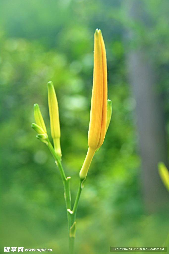 黄花菜