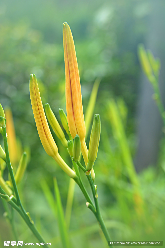 黄花菜