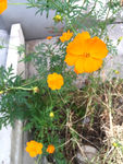 黄秋英