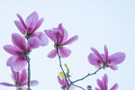 粉色花