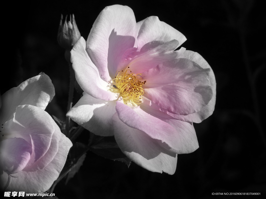花