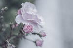 粉色花