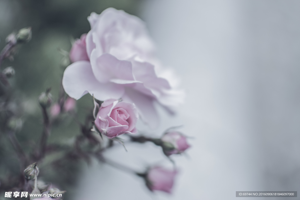粉色花