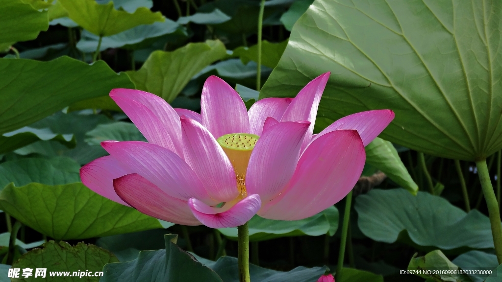 荷花