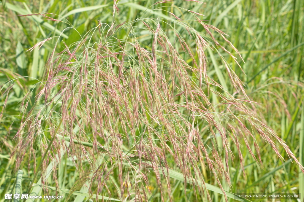 花卉素材