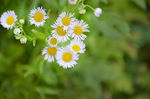 白色野菊花