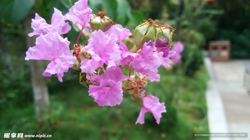 红花 紫薇 紫薇花