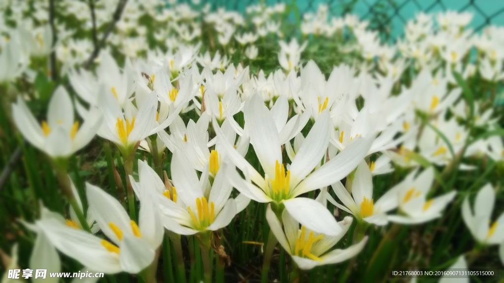 水仙花 白色花 花朵