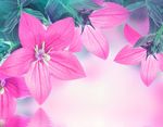 鲜花