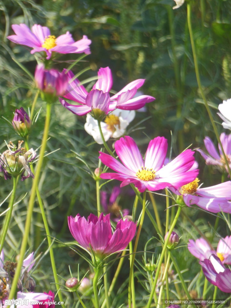 格桑花