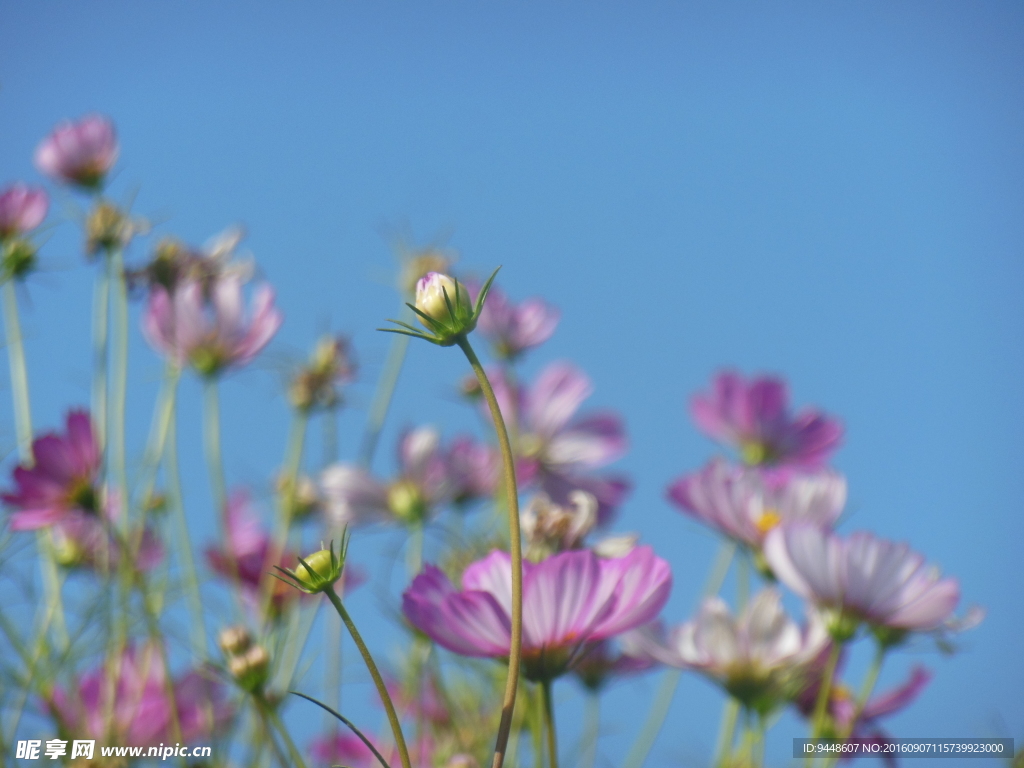 格桑花