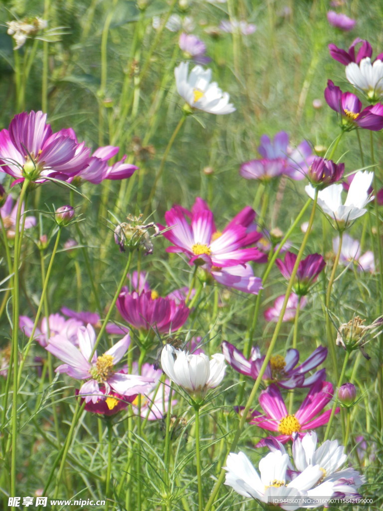 格桑花