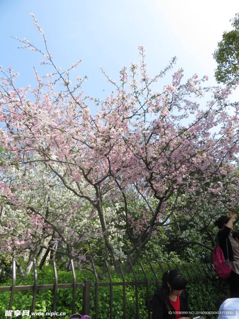樱花