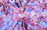 树枝上粉红色樱花
