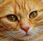 大眼睛的小猫咪