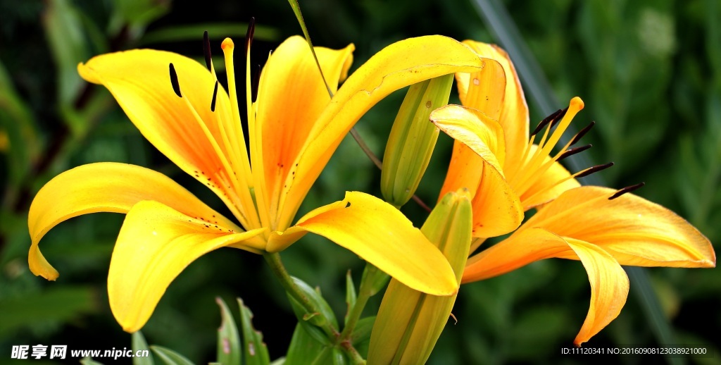黄色的百合花特写