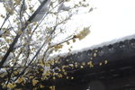 雪中腊梅