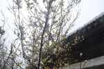 雪中腊梅