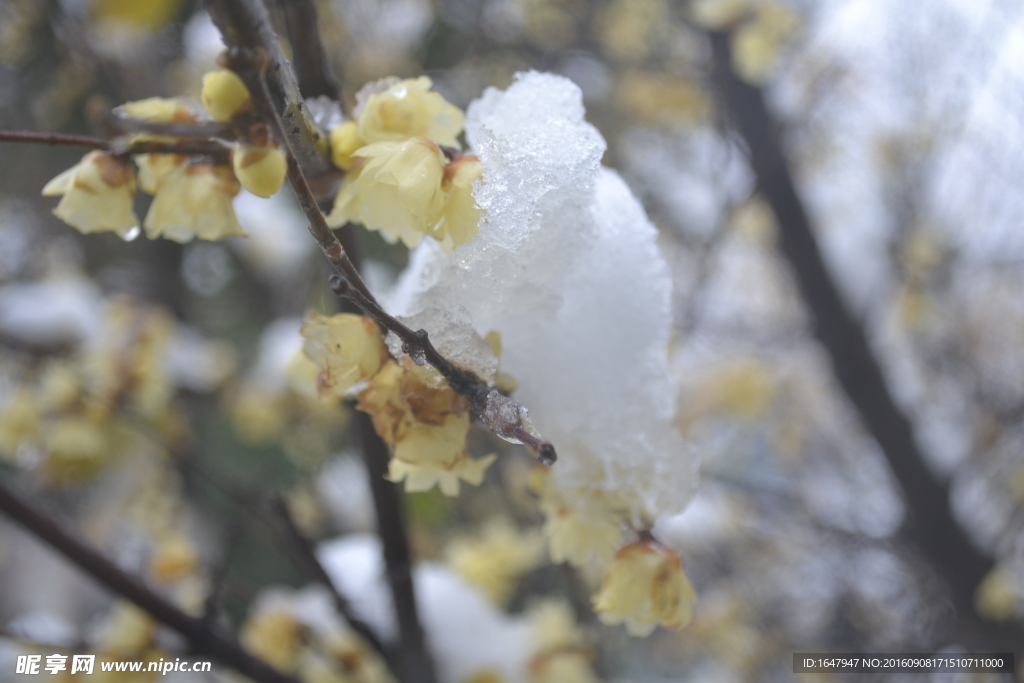 雪中腊梅