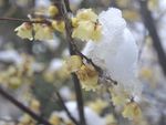 雪中腊梅