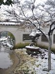 雪中腊梅