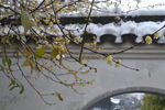 雪中腊梅