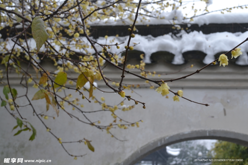 雪中腊梅