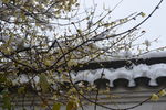 雪中腊梅