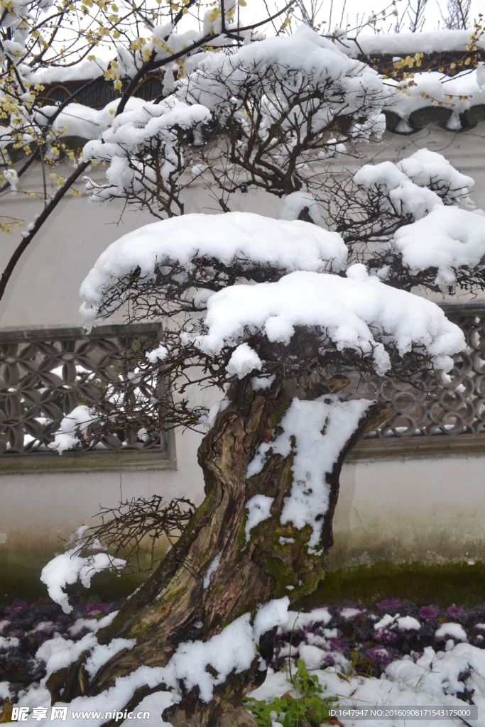 雪中盆景