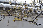 雪中腊梅