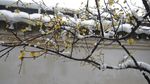 雪中腊梅