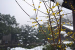 雪中腊梅